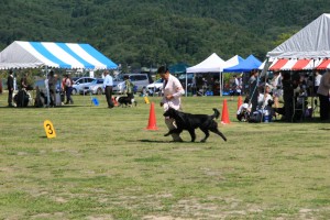 8/26御殿場中央愛犬クラブ展　ジャック