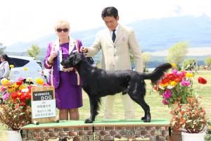 8/26御殿場中央愛犬クラブ展　ジャック